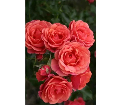 Rose 'Mandarin' -R- Rose 'Mandarin' -R-