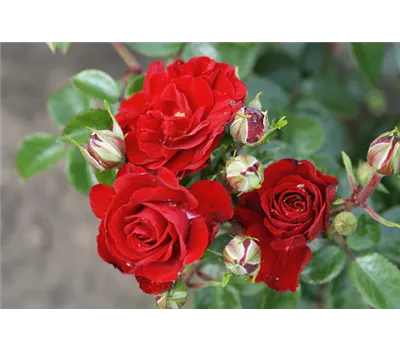 Rose 'Medley Ruby' -R- Rose 'Medley Ruby' -R-