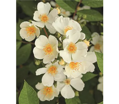 Rose 'Natura Siluetta' -R- Rose 'Natura Siluetta' -R-