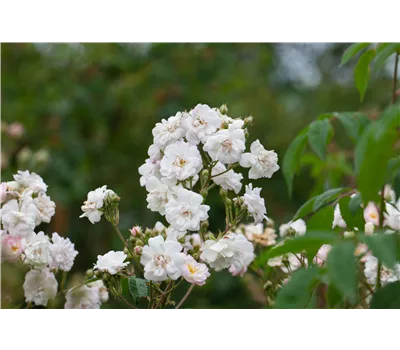 Rose 'Paul's Himalayan Musk Rambler' Rose 'Paul's Himalayan Musk Rambler'