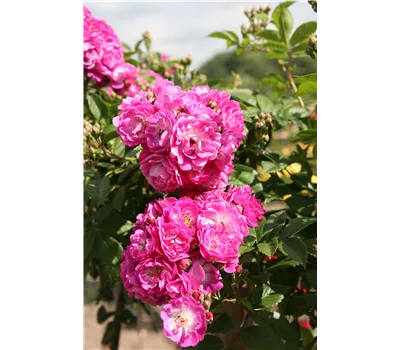 Rose 'Perennial Blue' -R- Rose 'Perennial Blue' -R-