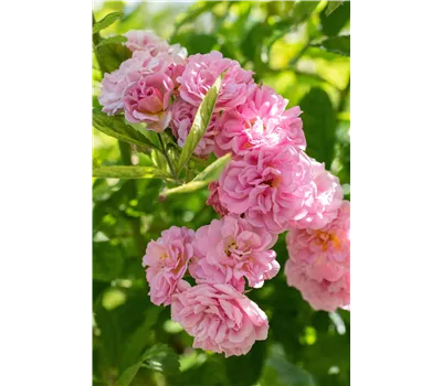 Rose 'Paul Noel' Rose 'Paul Noel'