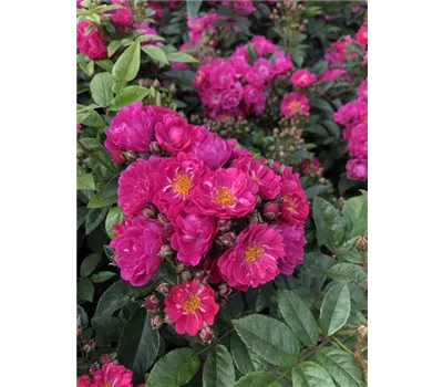 Rose 'Perfumy Siluetta' -R- Rose 'Perfumy Siluetta' -R-