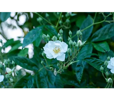 Rose multiflora Rose multiflora