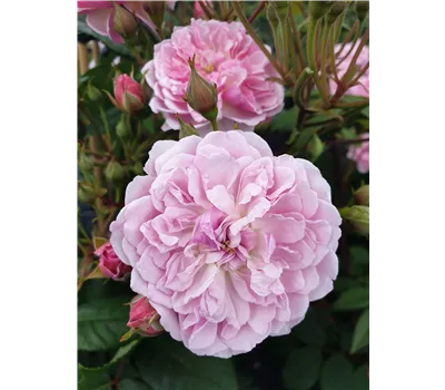 Rose 'Romantic Siluetta' -R-