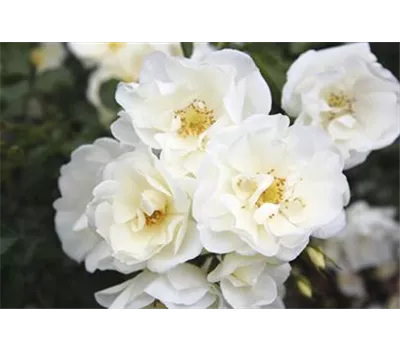 Rose 'Schneeflocke' -R-