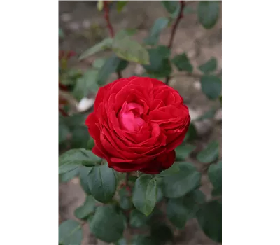 Rose 'Tiamo' -R- Rose 'Tiamo' -R-