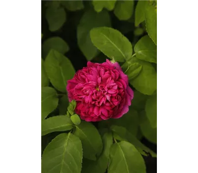 Rose 'de Resht' Rose 'de Resht'