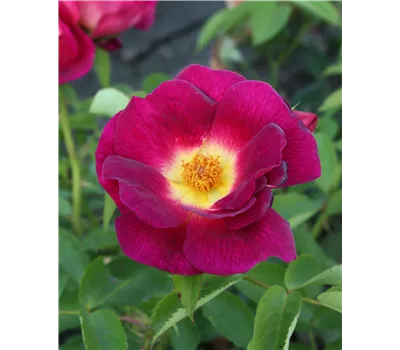 Rose 'Weg der Sinne' -R-