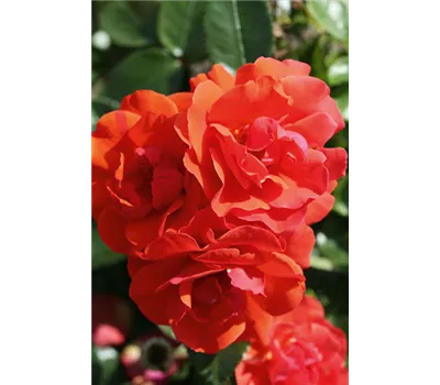 Rose 'Westpoint' -R-