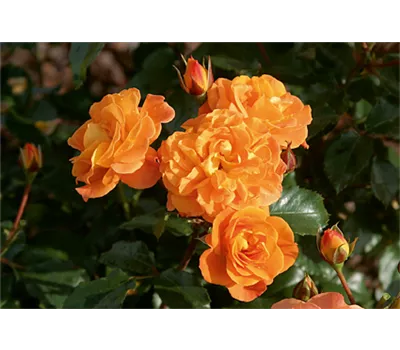 Rose 'Westzeit' -R-