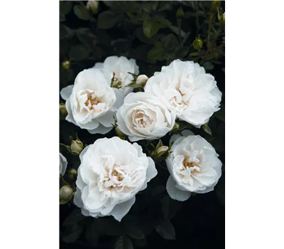 Rose 'White Babyflor' -R-