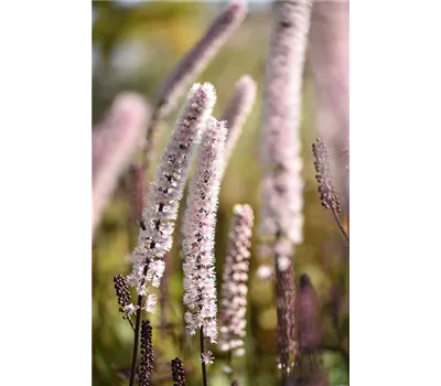 Actaea ramosa 'Pink Spike' Actaea ramosa 'Pink Spike'