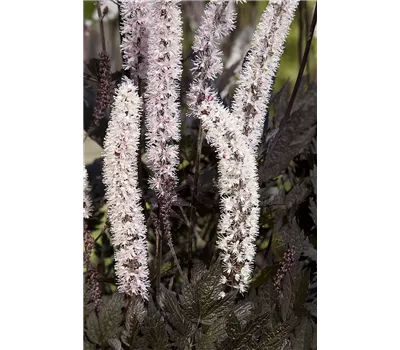 Actaea ramosa 'Carbonella' TM Actaea ramosa 'Carbonella' TM