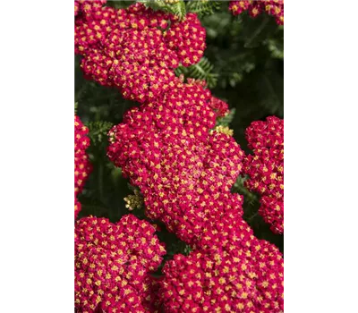 Achillea Millef.-Hybr.'Skysail Fire' Achillea Millef.-Hybr.'Skysail Fire'
