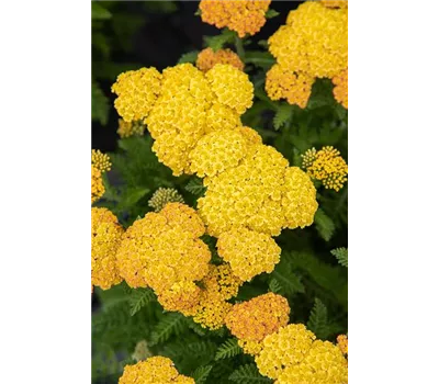 Achillea Millef.-Hybr.'Skysail Yellow' Achillea Millef.-Hybr.'Skysail Yellow'
