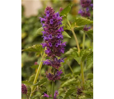 Agastache Hybr.'Blue Boa' Agastache Hybr.'Blue Boa'