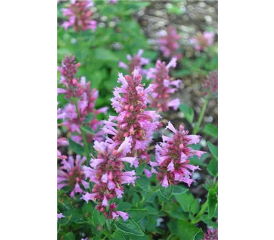 Agastache Hybr.'POQUITO Lavender' -R- Agastache Hybr.'POQUITO Lavender' -R-