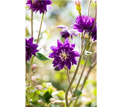 Aquilegia vulgaris 'Blue Barlow' Aquilegia vulgaris 'Blue Barlow'