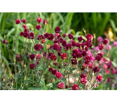 Aquilegia vulgaris 'Plena Ruby Port' Aquilegia vulgaris 'Plena Ruby Port'