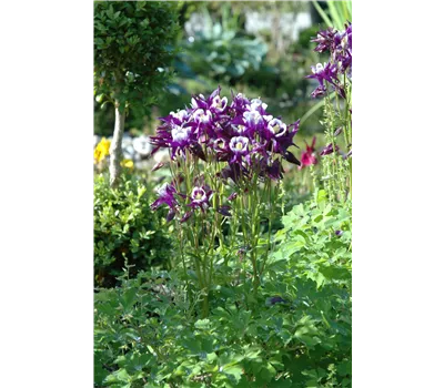Aquilegia vulgaris 'Winky Blue-White'