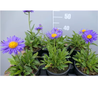 Aster alpinus 'Dunkle Schöne' Aster alpinus 'Dunkle Schöne'