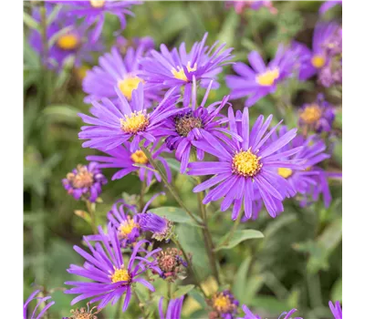 Aster amellus 'Veilchenkönigin' Aster amellus 'Veilchenkönigin'