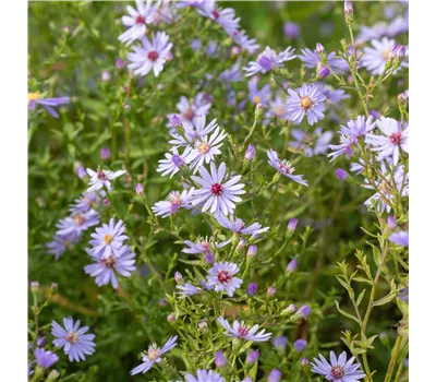 Aster cordifolius 'Little Carlow' Aster cordifolius 'Little Carlow'