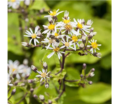 Aster divaricatus 'Eastern Star' Aster divaricatus 'Eastern Star'