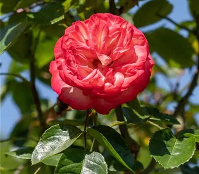 Rose 'Antike 89' -R- Rose 'Antike 89' -R-