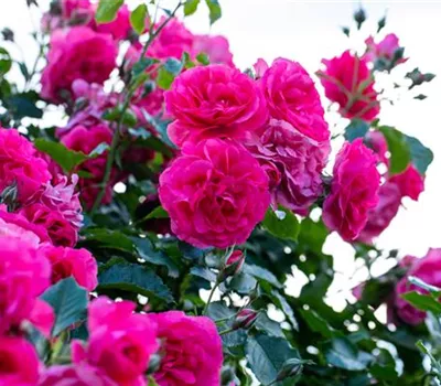 Rose 'Climbing Violette Parfumèe' Rose 'Climbing Violette Parfumèe'