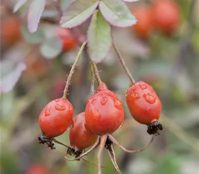 Rose glauca Rose glauca