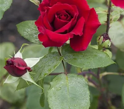 Rose 'Ingrid Bergman' -R- Rose 'Ingrid Bergman' -R-