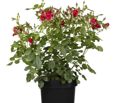 Rose 'Limesrose Saalburg' -R- Rose 'Limesrose Saalburg' -R-