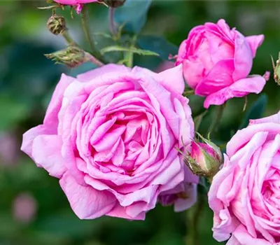 Rose 'Madame Boll' Rose 'Madame Boll'