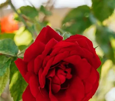 Rose 'Naheglut' -R-