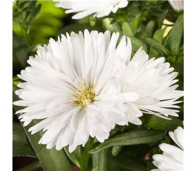 Aster Dum.-Hybr.'Schneekissen'