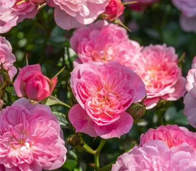 Rose 'Pink Swany' -R-