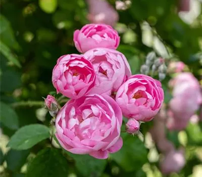 Rose 'Raubritter' Rose 'Raubritter'