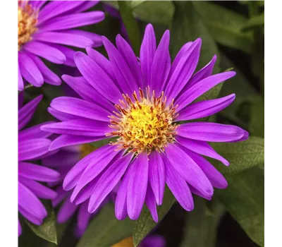 Aster novae-angliae 'Purple Dome'