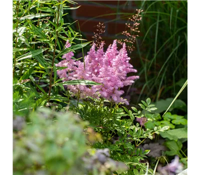 Astilbe Arendsii-Hybr.'Cattleya' Astilbe Arendsii-Hybr.'Cattleya'