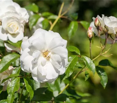 Rose 'Schneewittchen' -R-