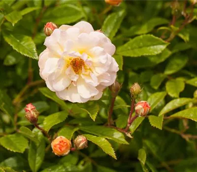 Rose 'Ghislaine de Feligonde' Rose 'Ghislaine de Feligonde'