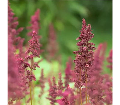 Astilbe Arendsii-Hybr.'Fanal' Astilbe Arendsii-Hybr.'Fanal'