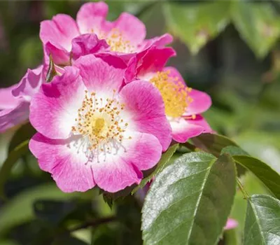 Rose 'Veilchenblau'