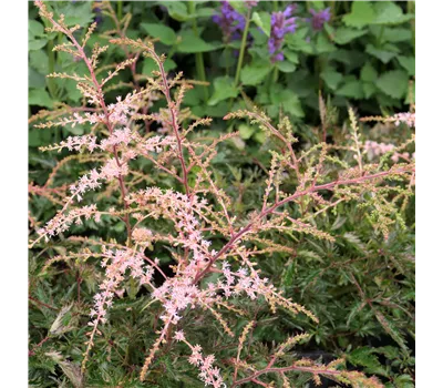 Astilbe Glaberrima-Hybr.'Sprite' Astilbe Glaberrima-Hybr.'Sprite'