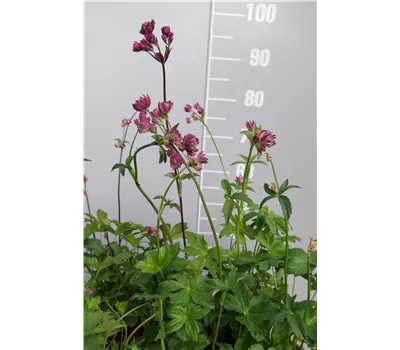 Astrantia major Astrantia major