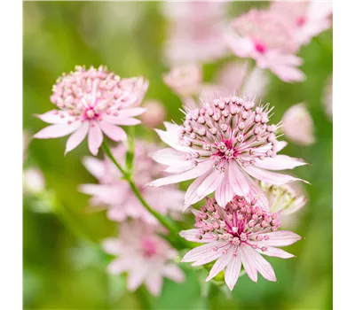 Astrantia major 'Roma' -R- Astrantia major 'Roma' -R-