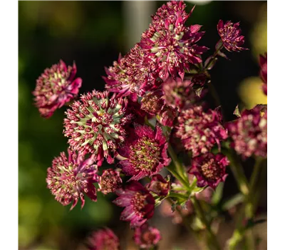 Astrantia major 'Venice' -R- Astrantia major 'Venice' -R-
