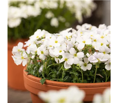 Aubrieta Hybr.'Axcent White' Aubrieta Hybr.'Axcent White'